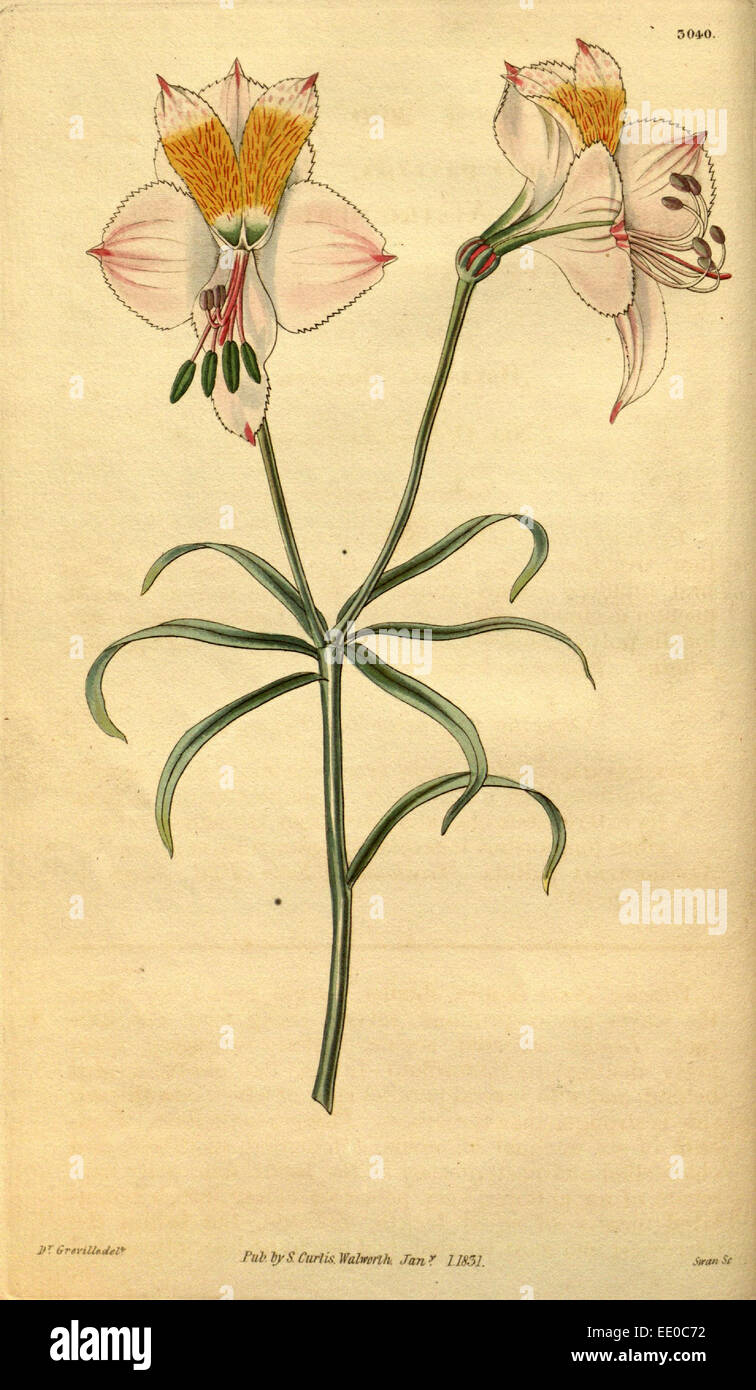 Botanische Print- oder englischen Naturgeschichte Illustration von Joseph Swan 1796-1872, britischer Kupferstecher Stockfoto