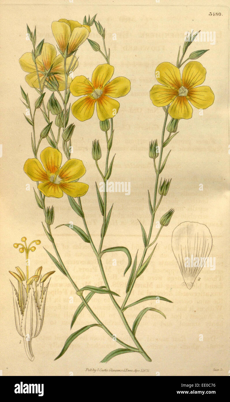 Botanische Print- oder englischen Naturgeschichte Illustration von Joseph Swan 1796-1872, britischer Kupferstecher Stockfoto