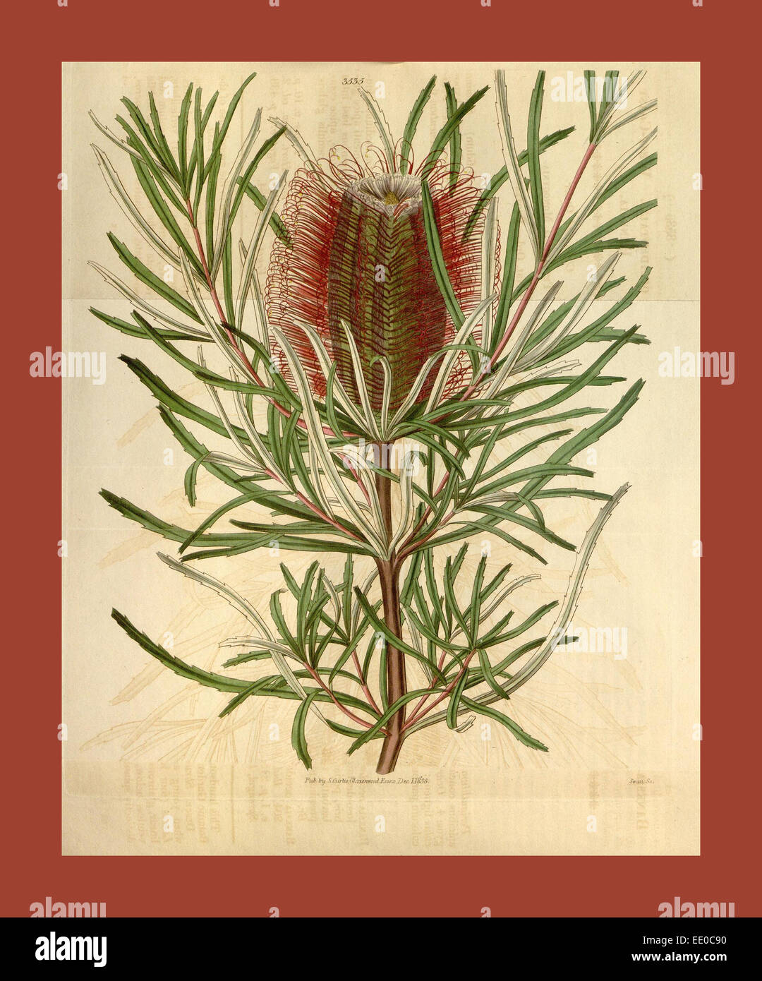 Botanische Print- oder englischen Naturgeschichte Illustration von Joseph Swan 1796-1872, britischer Kupferstecher Stockfoto