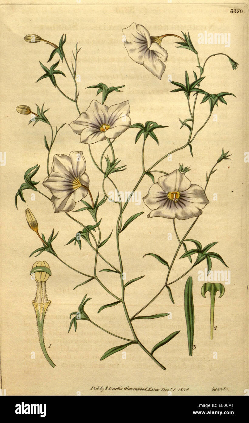 Botanische Print- oder englischen Naturgeschichte Illustration von Joseph Swan 1796-1872, britischer Kupferstecher Stockfoto