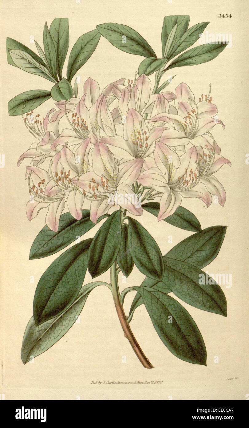 Botanische Print- oder englischen Naturgeschichte Illustration von Joseph Swan 1796-1872, britischer Kupferstecher Stockfoto