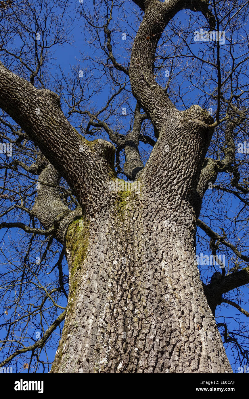 Baum, Eiche Im Winter Ohne Blätter, Baum, Eiche im Winter Blätter, Stieleiche, Quercus Robur, Rinde, Flechten, schließen Stockfoto