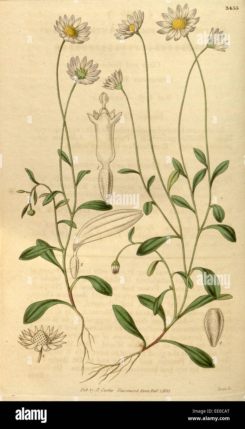Botanische Print- oder englischen Naturgeschichte Illustration von Joseph Swan 1796-1872, britischer Kupferstecher Stockfoto