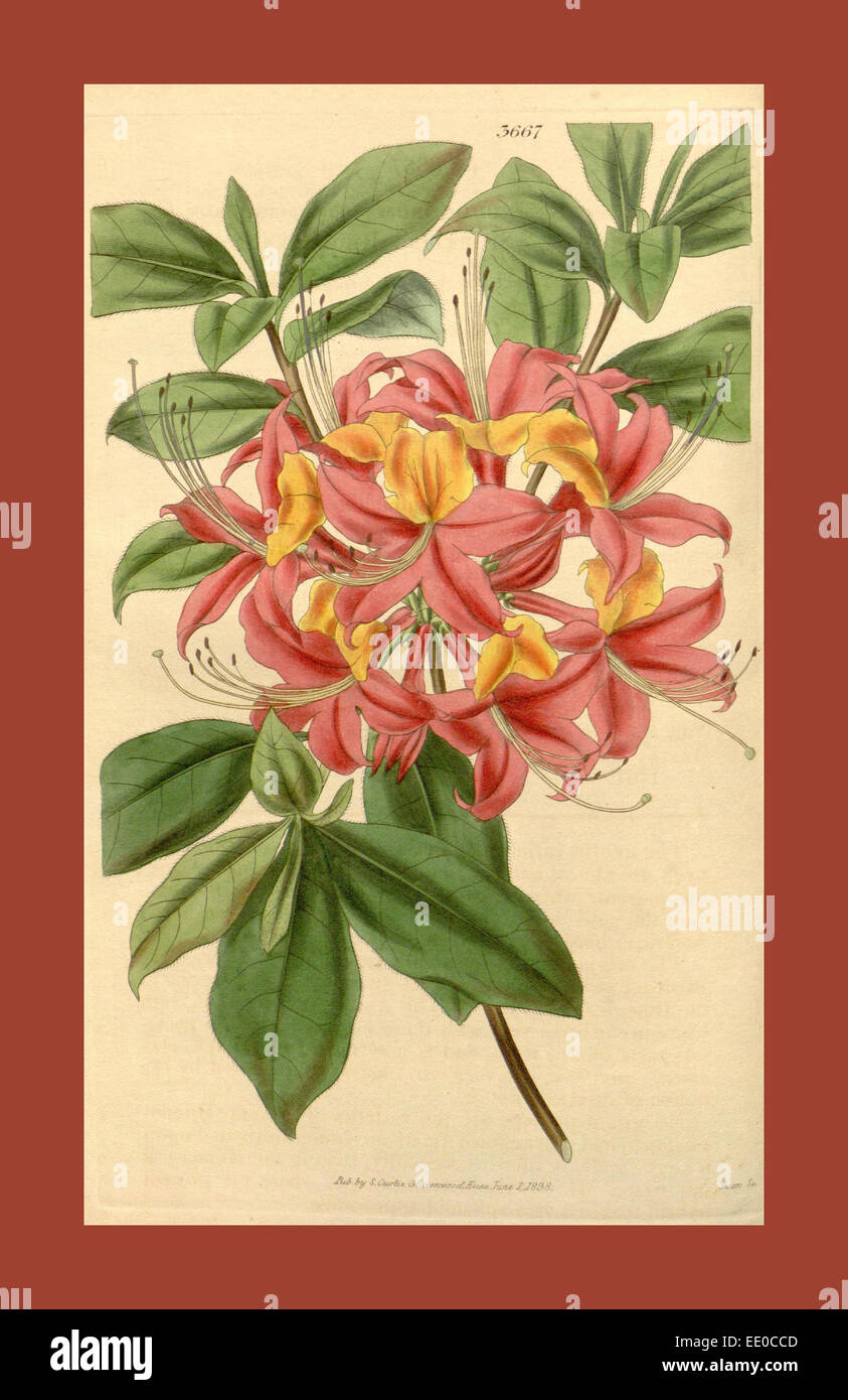 Botanische Print- oder englischen Naturgeschichte Illustration von Joseph Swan 1796-1872, britischer Kupferstecher Stockfoto