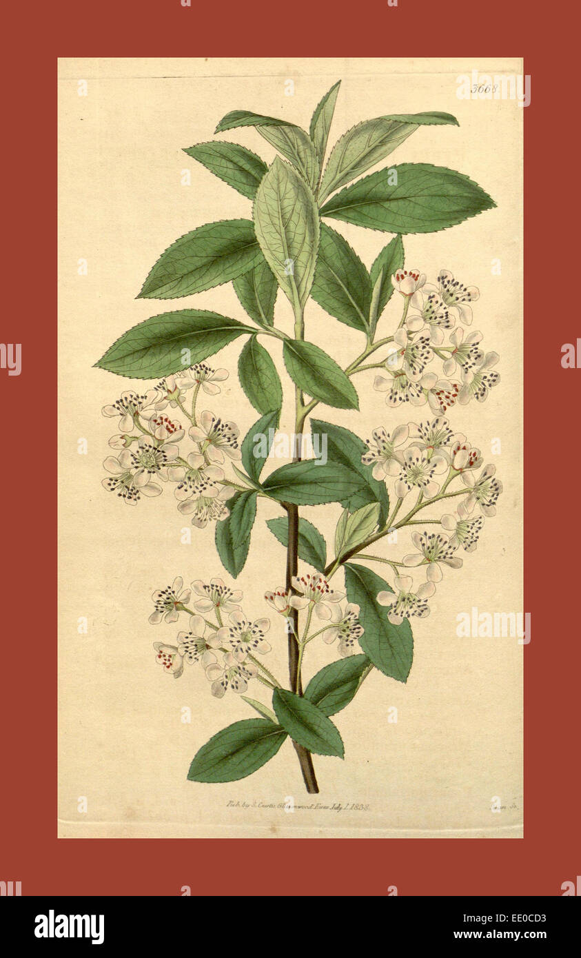 Botanische Print- oder englischen Naturgeschichte Illustration von Joseph Swan 1796-1872, britischer Kupferstecher Stockfoto