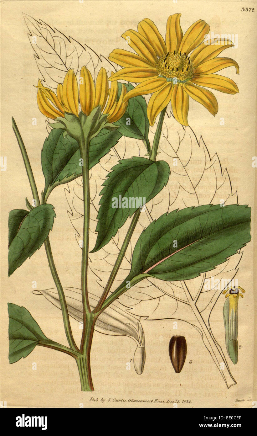 Botanische Print- oder englischen Naturgeschichte Illustration von Joseph Swan 1796-1872, britischer Kupferstecher Stockfoto