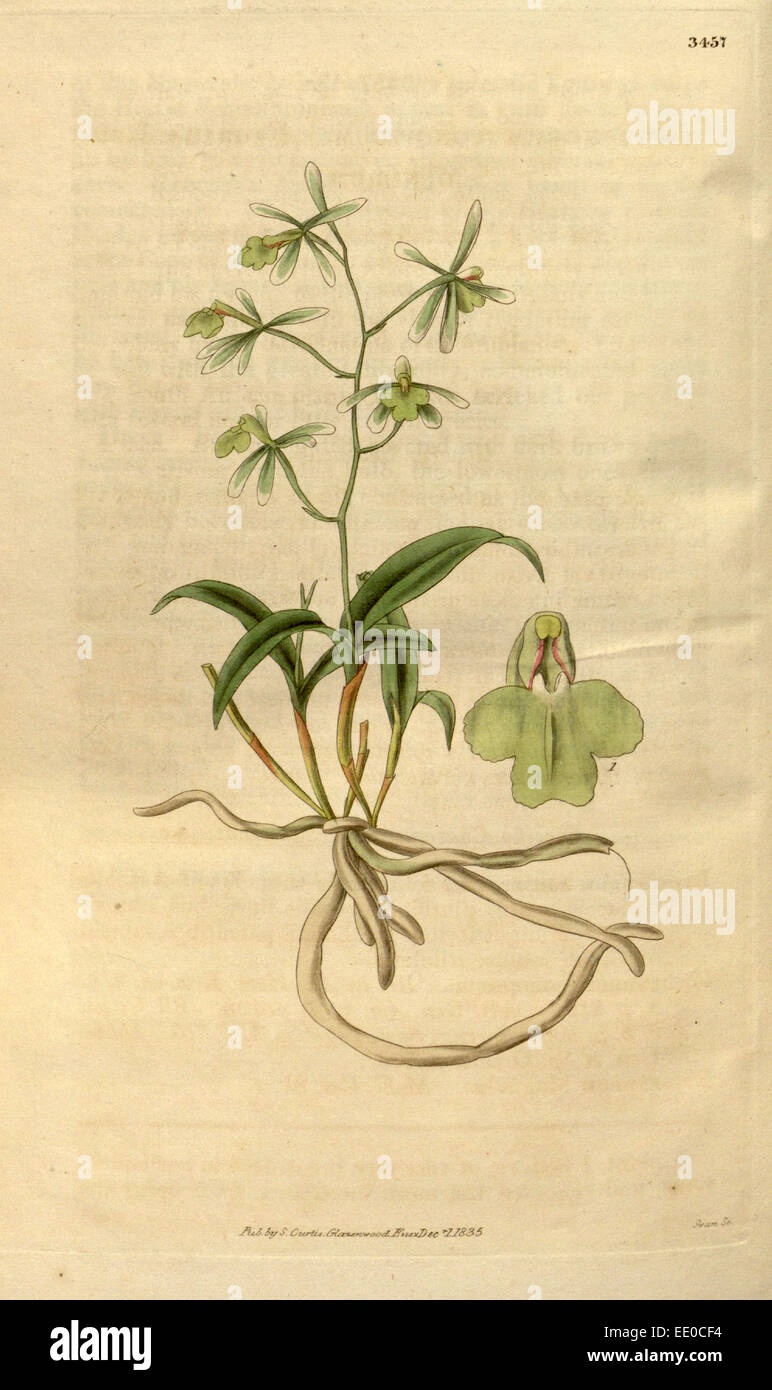 Botanische Print- oder englischen Naturgeschichte Illustration von Joseph Swan 1796-1872, britischer Kupferstecher Stockfoto