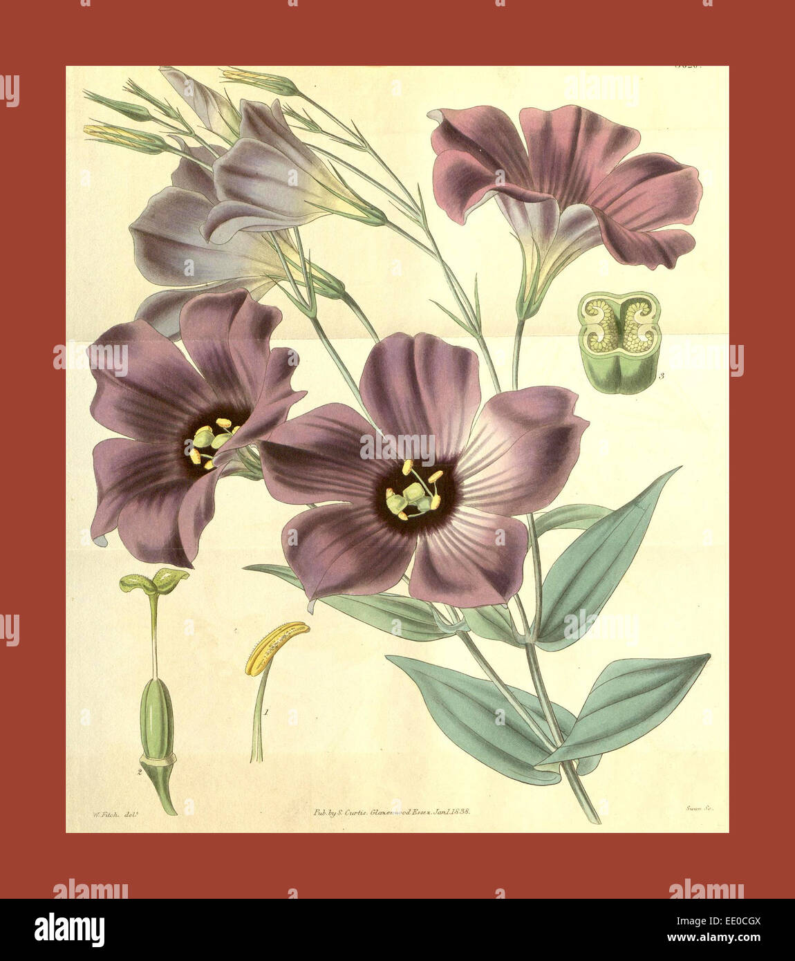 Botanische Druck von Walter Kapuze Fitch 1817 – 1892 war w.h. Fitch botanische Illustratorin und Künstlerin, geboren in Glasgow Stockfoto