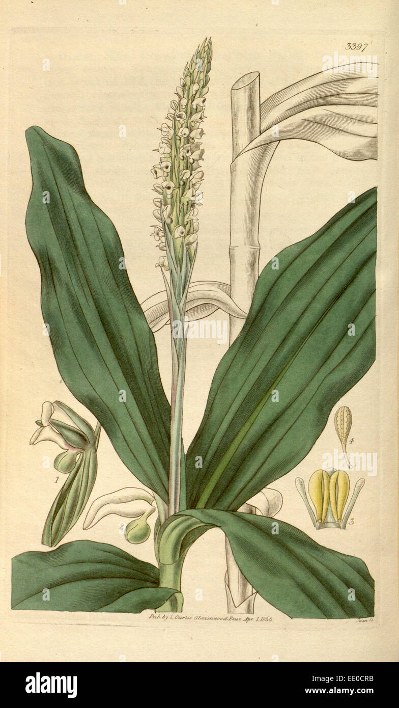 Botanische Print- oder englischen Naturgeschichte Illustration von Joseph Swan 1796-1872, britischer Kupferstecher Stockfoto