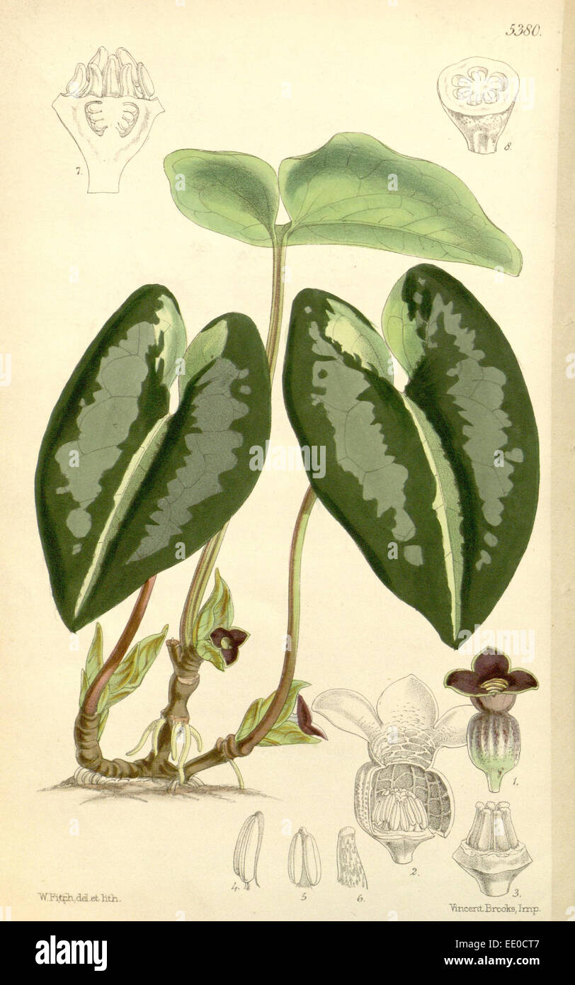 Botanische Druck von Walter Kapuze Fitch 1817 – 1892 war w.h. Fitch botanische Illustratorin und Künstlerin, geboren in Glasgow, Schottland Stockfoto