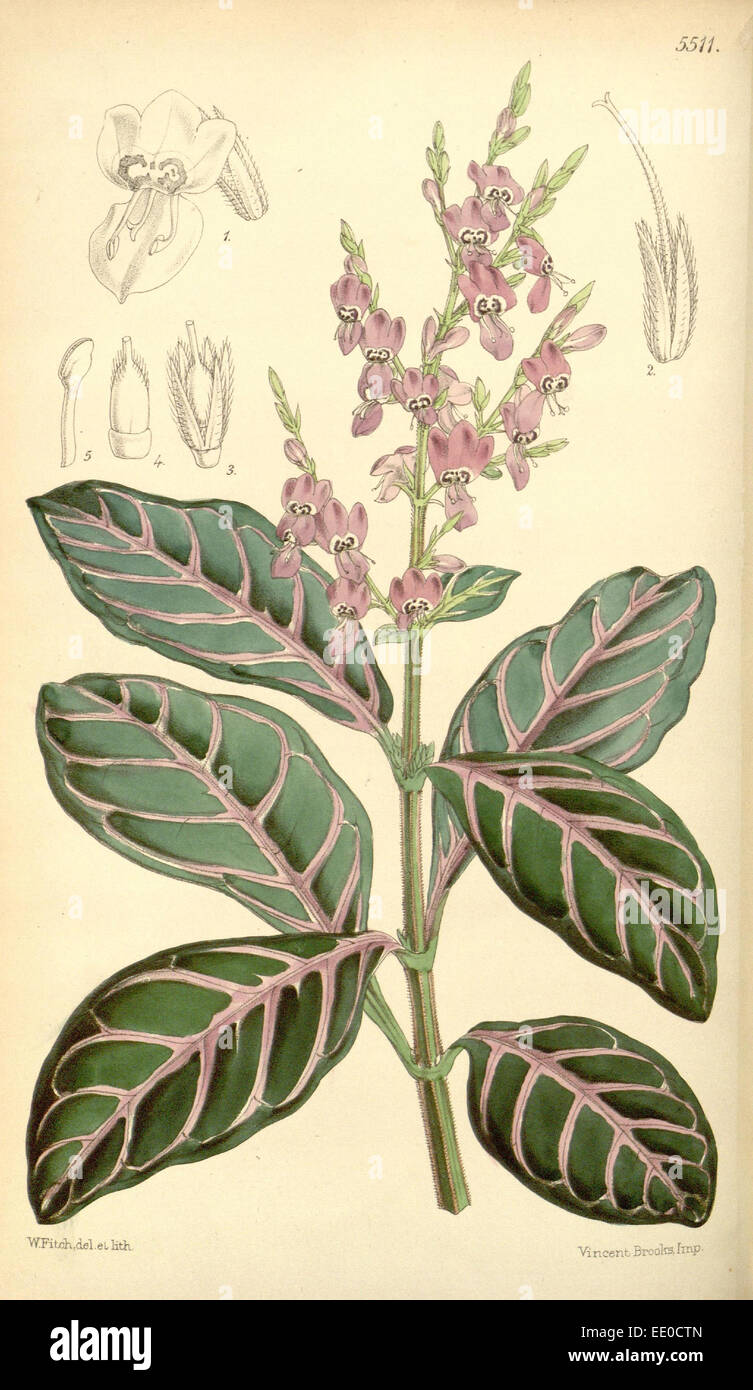 Botanische Druck von Walter Kapuze Fitch 1817 – 1892 war w.h. Fitch botanische Illustratorin und Künstlerin, geboren in Glasgow Stockfoto