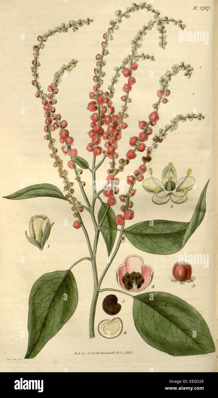 Botanische Print- oder englischen Naturgeschichte Illustration von Joseph Swan 1796-1872, britischer Kupferstecher Stockfoto
