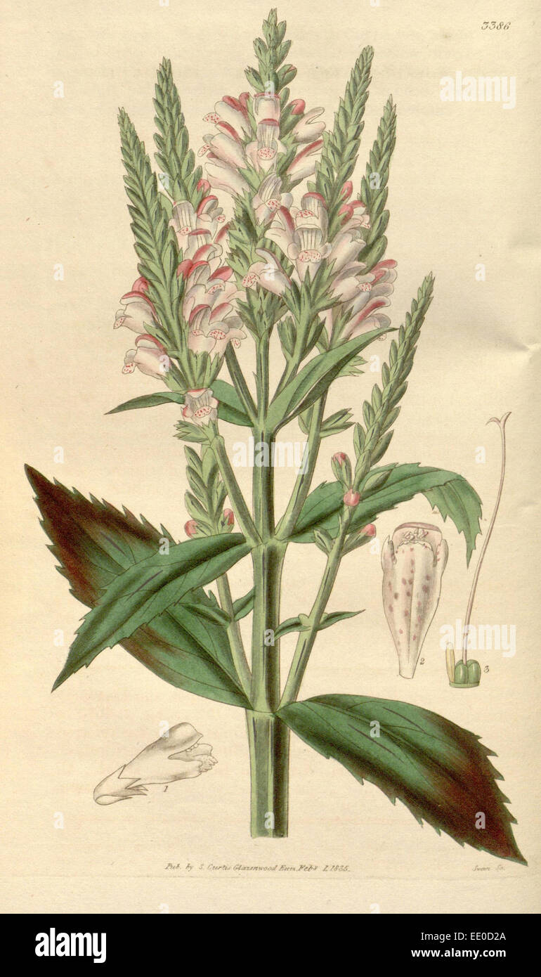 Botanische Print- oder englischen Naturgeschichte Illustration von Joseph Swan 1796-1872, britischer Kupferstecher Stockfoto