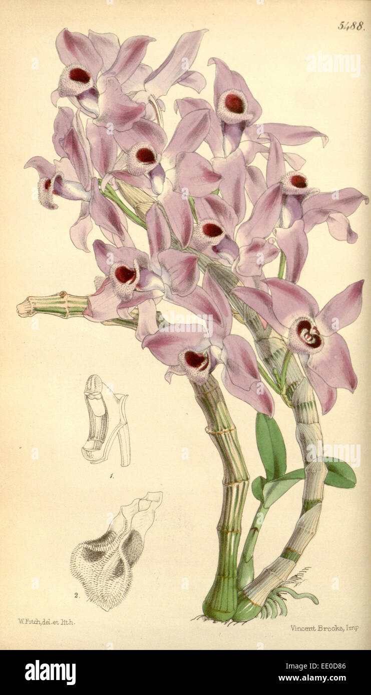 Botanische Druck von Walter Kapuze Fitch 1817 – 1892 war w.h. Fitch botanische Illustratorin und Künstlerin, geboren in Glasgow, Schottland Stockfoto