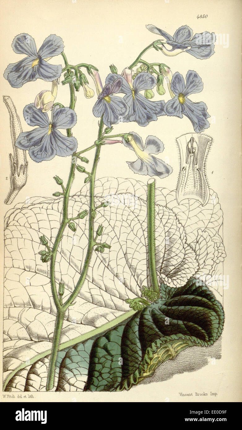 Botanische Print von Walter Kapuze Fitch 1817 – 1892, Botanischer Illustrator und Künstler, geboren in Glasgow, Schottland, Großbritannien Stockfoto