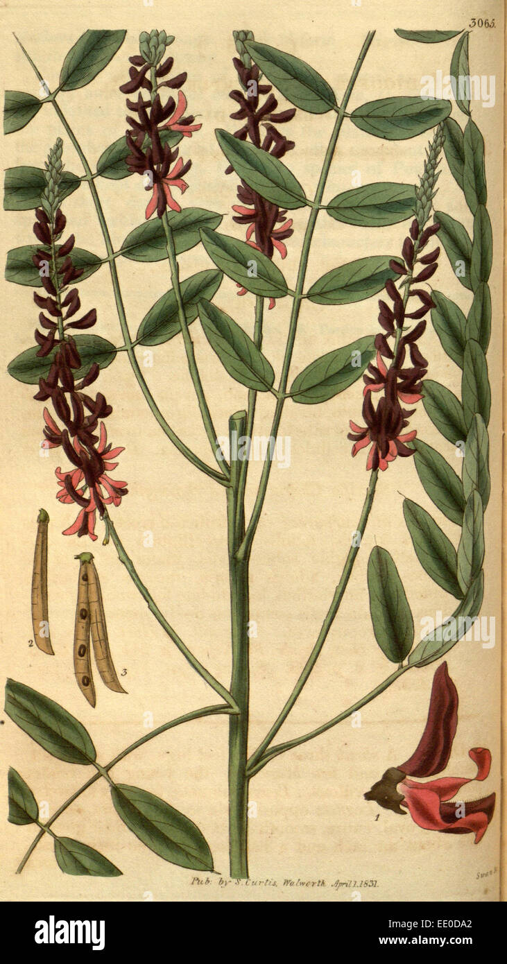 Botanische Print- oder englischen Naturgeschichte Illustration von Joseph Swan 1796-1872, britischer Kupferstecher Stockfoto