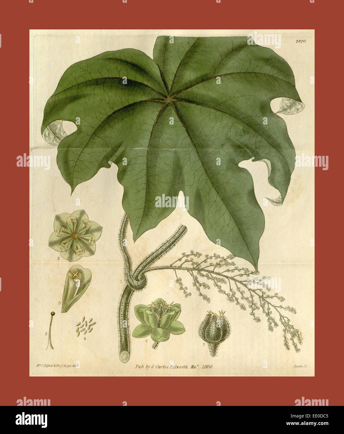 Botanische Print- oder englischen Naturgeschichte Illustration von Joseph Swan 1796-1872, britischer Kupferstecher Stockfoto