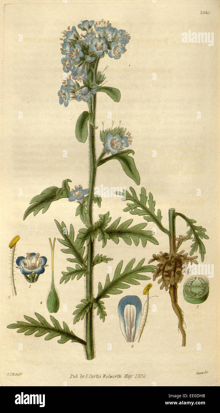 Botanischen Drucken von Sir William Jackson Hooker, FRS, 1785-1865, englische Botanischer illustrator Stockfoto