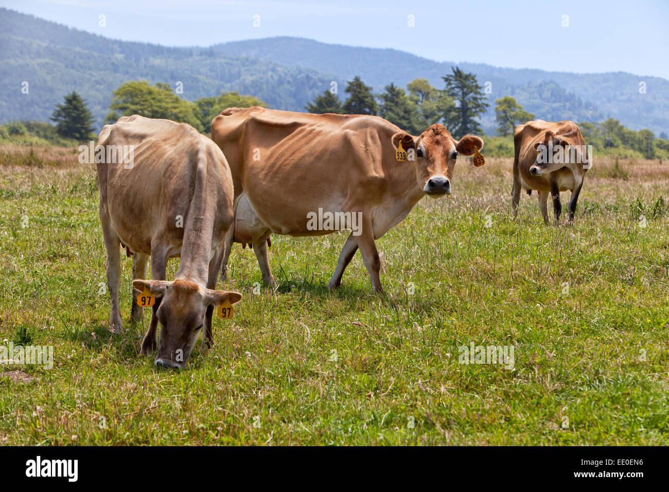 Jersey Milchkühe weiden grüne Weide. Stockfoto