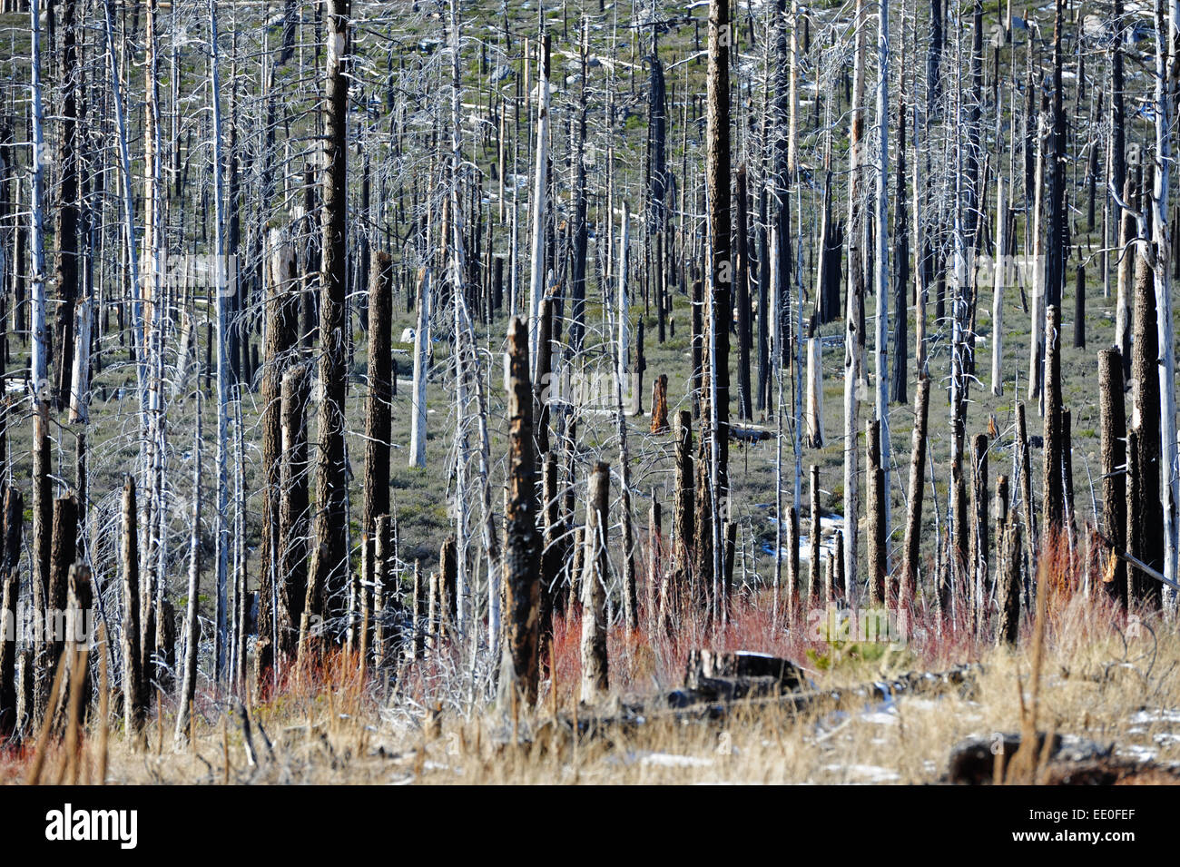 Woods, erholt sich von einem Waldbrand in Lake Tahoe Basin National Forest in Kalifornien CA Stockfoto