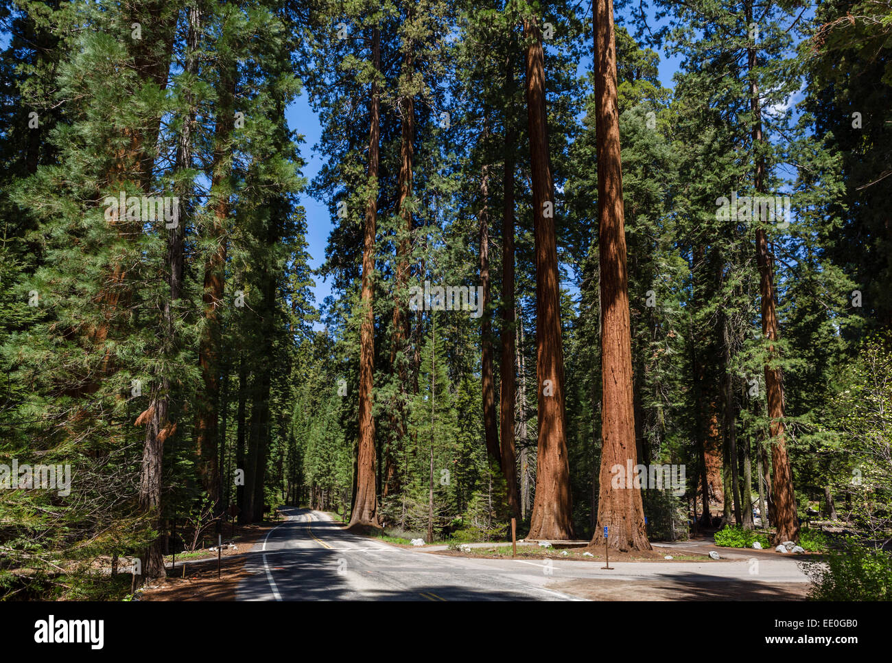 Generals Highway in der Nähe von großen Bäumen Trail, Sequoia Nationalpark Sierra Nevada, Kalifornien, USA Stockfoto