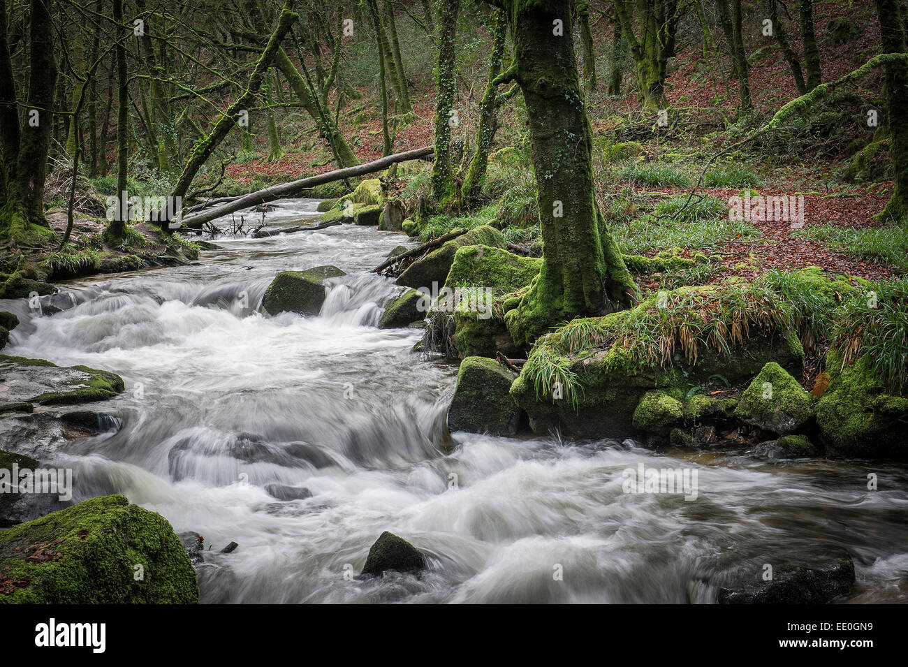 Der Fluss Fowey durch Golitha fällt National Nature Reserve in Cornwall. Stockfoto