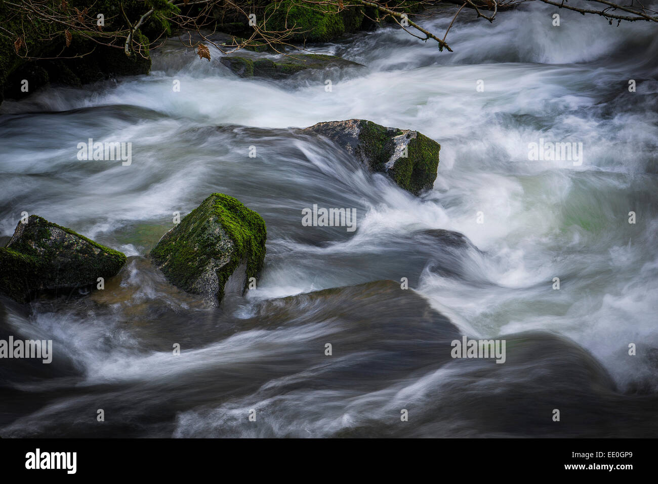 Der Fluss Fowey durch Golitha fällt National Nature Reserve in Cornwall. Stockfoto