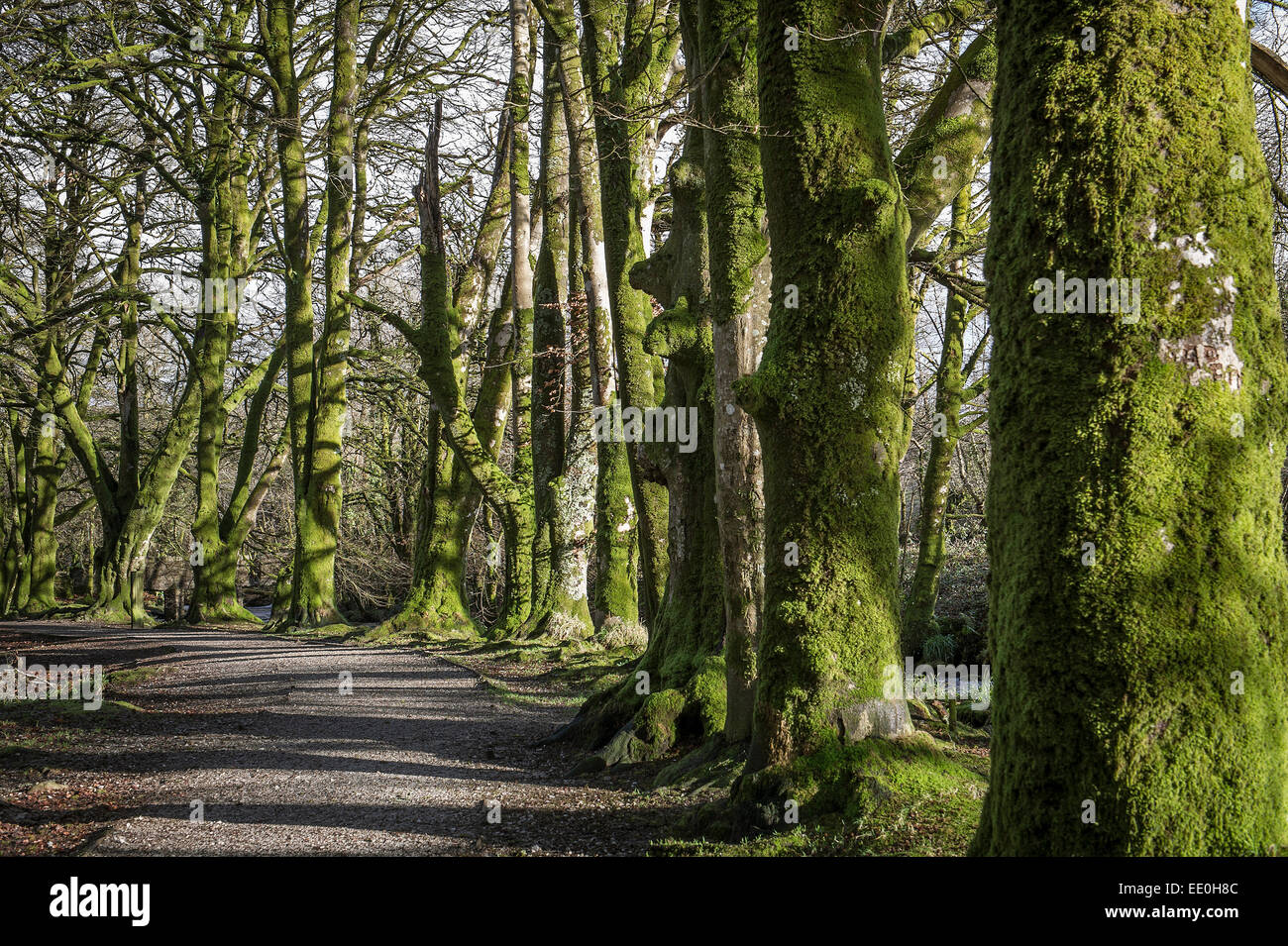 Die Golitha fällt National Nature Reserve in Cornwall. Stockfoto