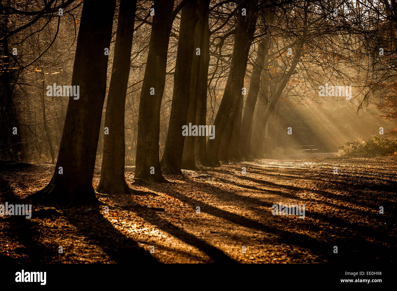 Am frühen Morgensonnenlicht in einem herbstlichen Essex Waldgebiet. Stockfoto