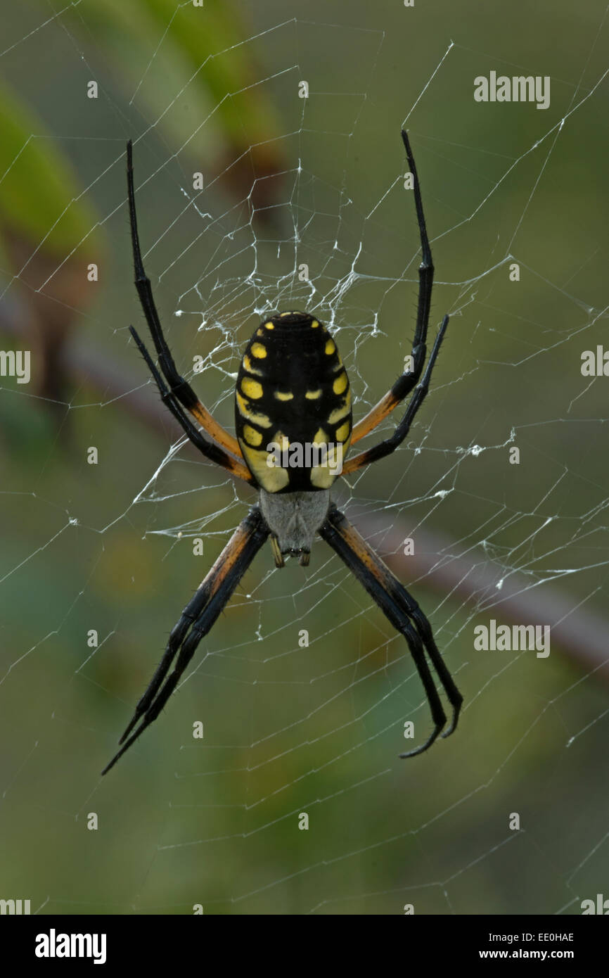 Golden Orb Weaver, Argiope Aurantia, Weiblich, Virginia Stockfoto
