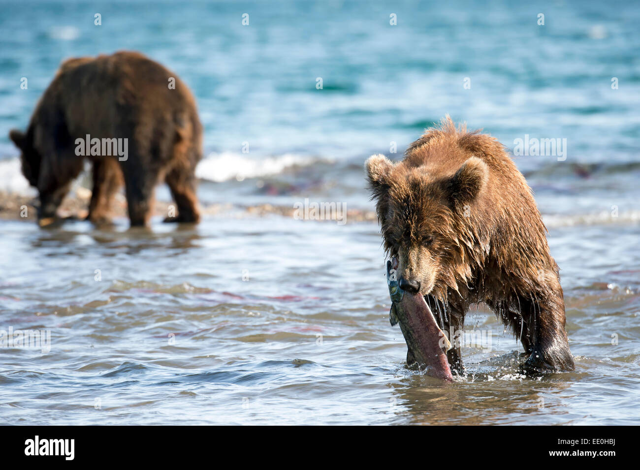 Braunbären, die Fischerei auf Lachs Stockfoto
