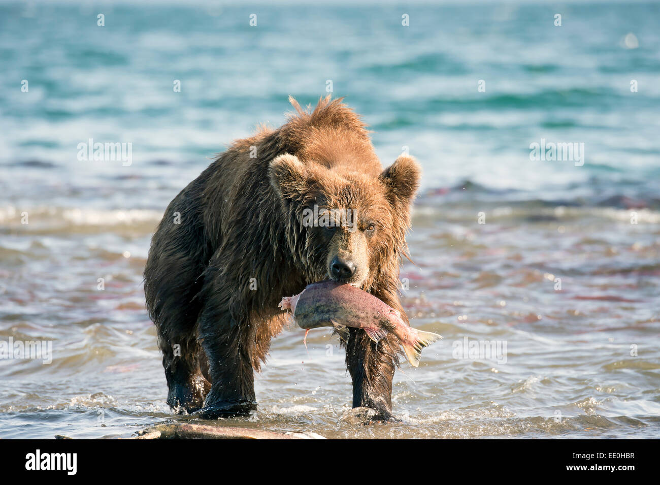 Brauner Bär fängt einen Lachs Stockfoto