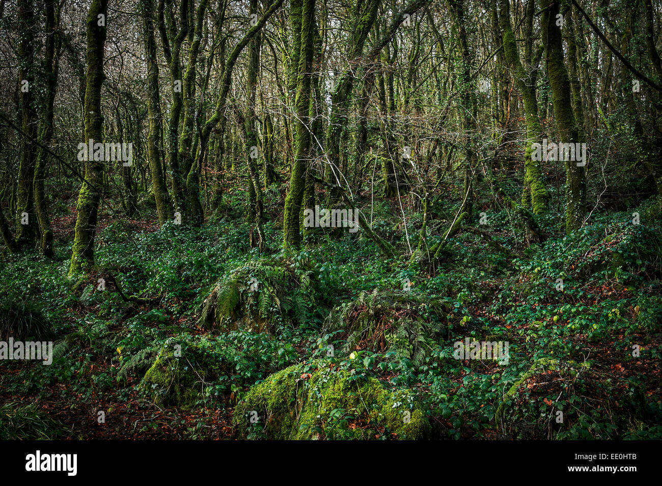 Golitha fällt National Nature Reserve in Cornwall. Stockfoto