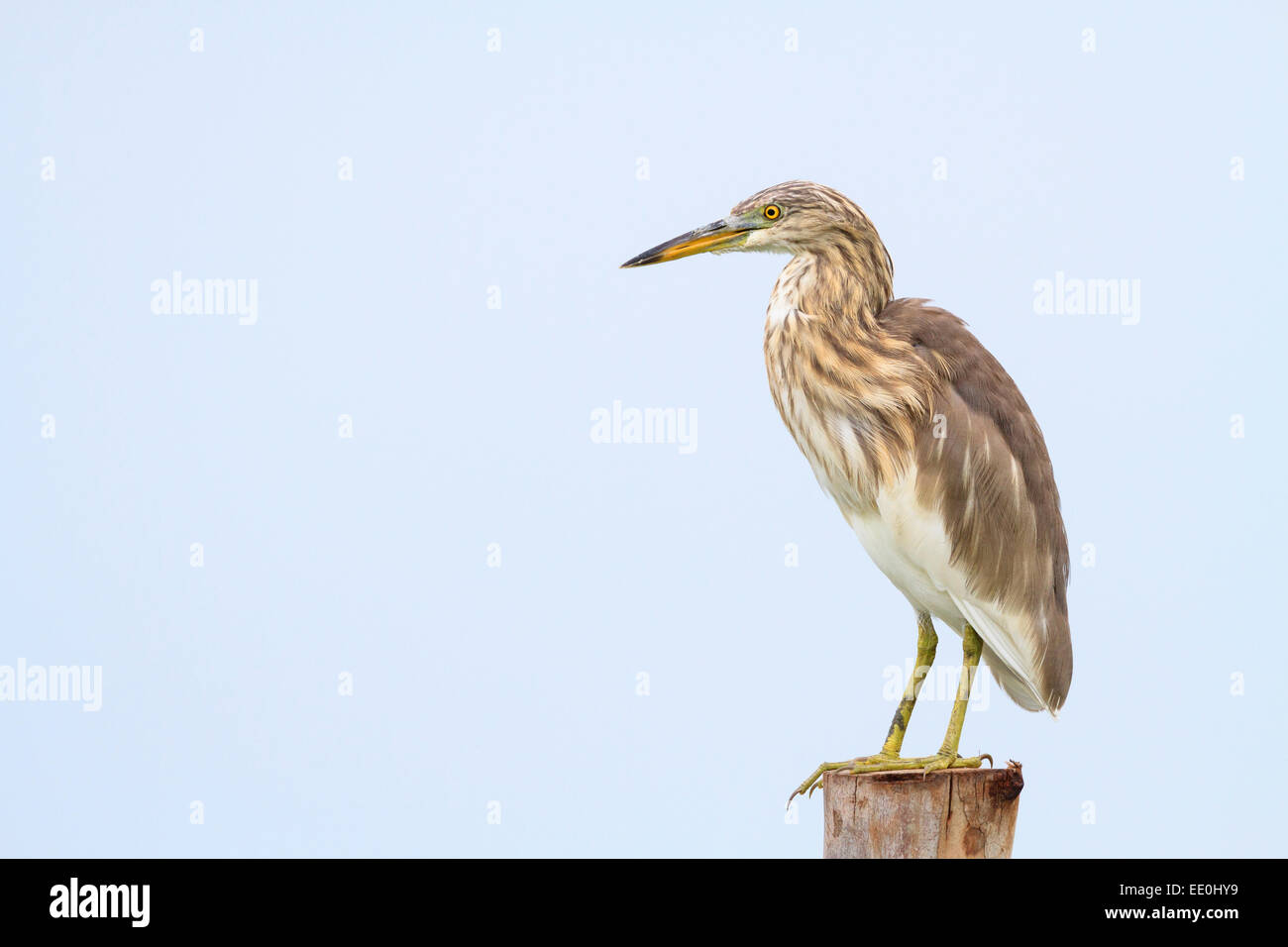 Javan Teich-Heron (Ardeola Speciosa) thront auf Post. Laem Pak Bia. Thailand. Stockfoto