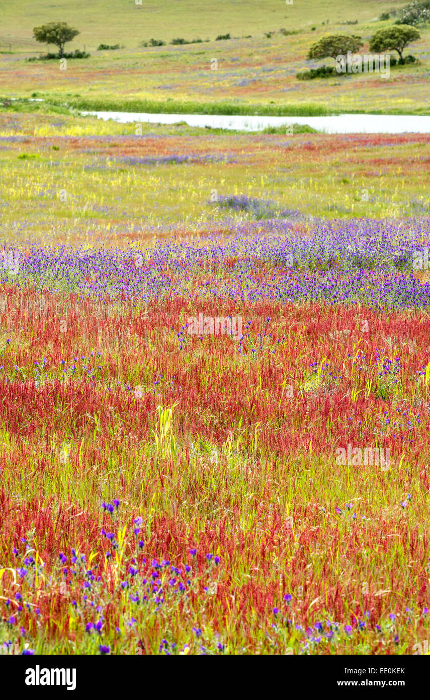 Bereichen Frühling Wildblumen und Gräser in der Nähe von Almodovar in der Region Baixo Alentejo Süden Portugals Stockfoto