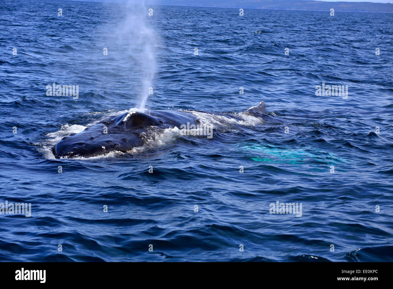 Ein Buckelwal in der Bay Of Fundy ruht auf der Oberfläche, die bläst oder klingen bereit, wieder tauchen. Stockfoto