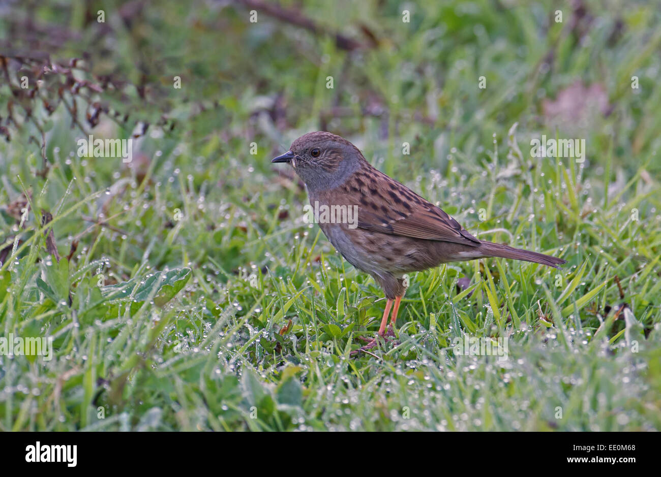 Heckenbraunelle/Hedge Sparrow, Prunella Modularis mit Essen. UK Stockfoto