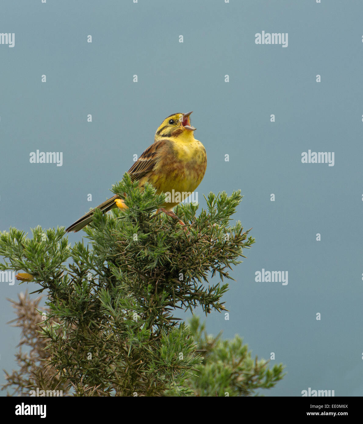 Männlichen Goldammer Emberiza Citrinella gehockt Gorse-Ulex, singen. Stockfoto