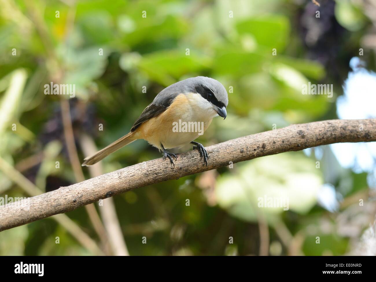 schöne grau-backed Shrike (Lunius Tephronotus) Possing auf dem Ast Stockfoto