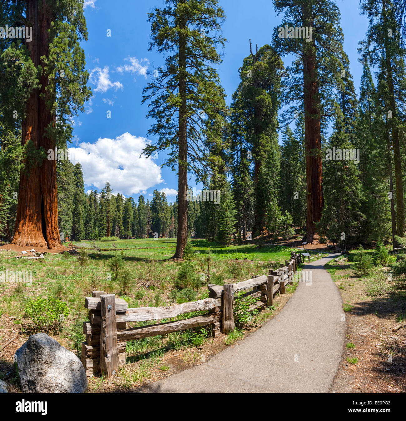 Große Bäume Trail im Sequoia National Park, Sierra Nevada, Kalifornien, USA Stockfoto