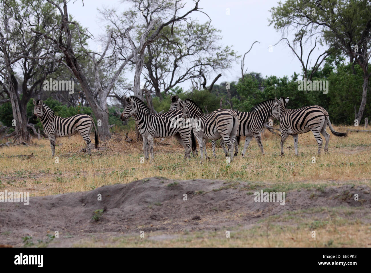 Ebenen Zebra Herde in Botswana Blick sehnsüchtig auf nahe gelegenen Löwin Stockfoto