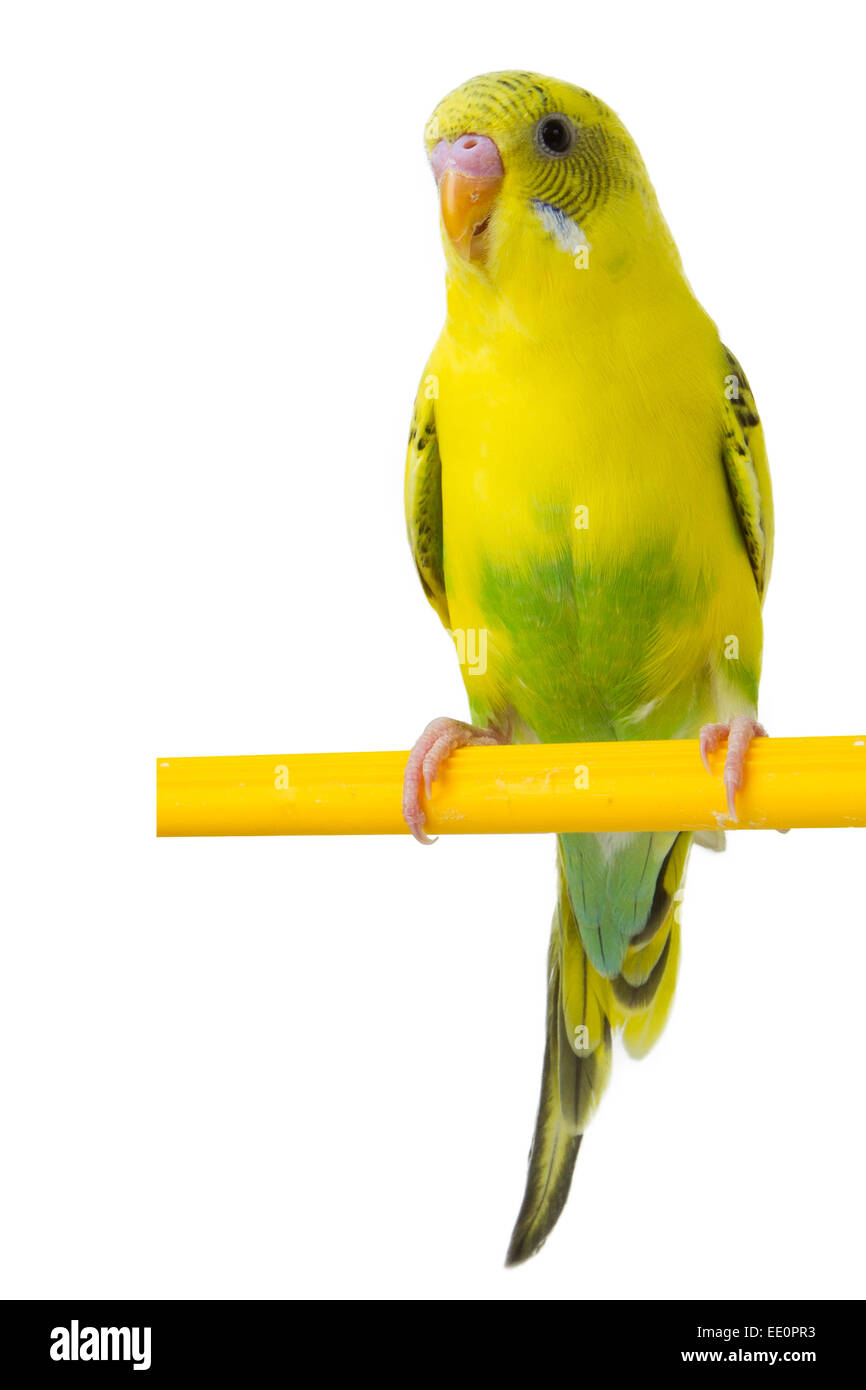 schönen gelben Wellensittich sitzt auf einer gelben horizontalen Leiste isoliert auf weißem Hintergrund Stockfoto
