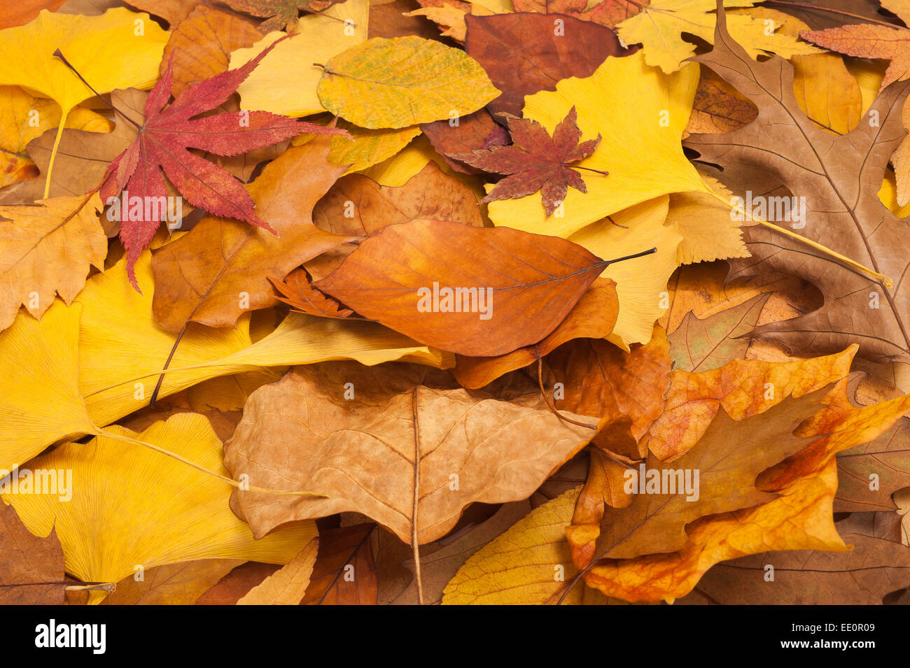 Hintergrund der gefallenen getrocknete Blätter im Herbst Stockfoto