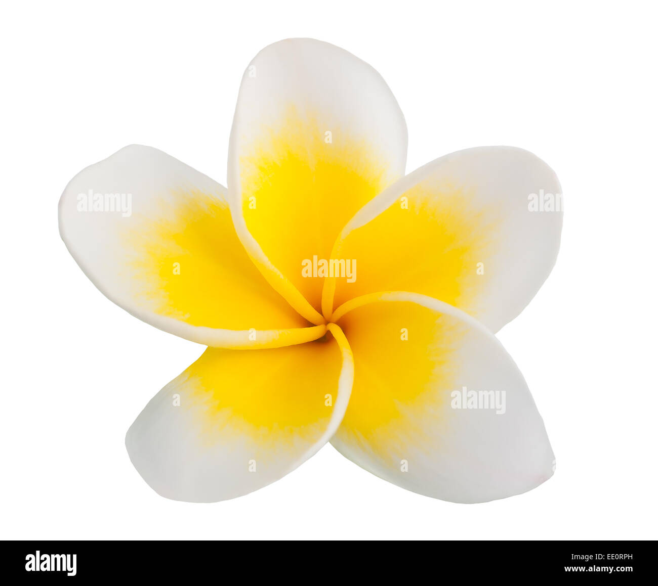 Einzelne Frangipani Blume isoliert auf weißem Hintergrund Stockfoto