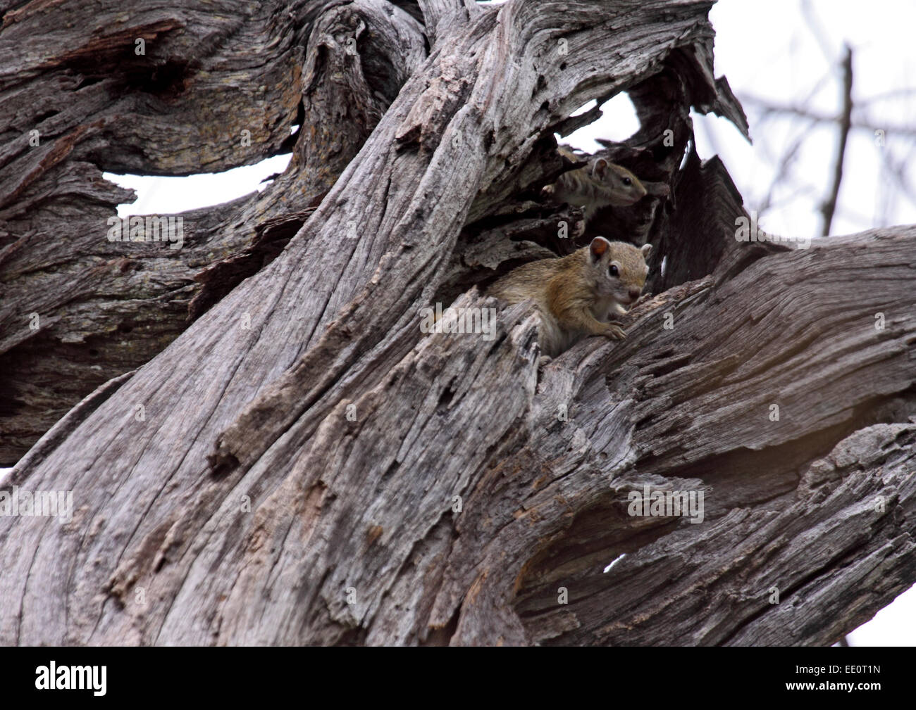 Baum-Eichhörnchen in hohlen toter Baum in Botswana Stockfoto