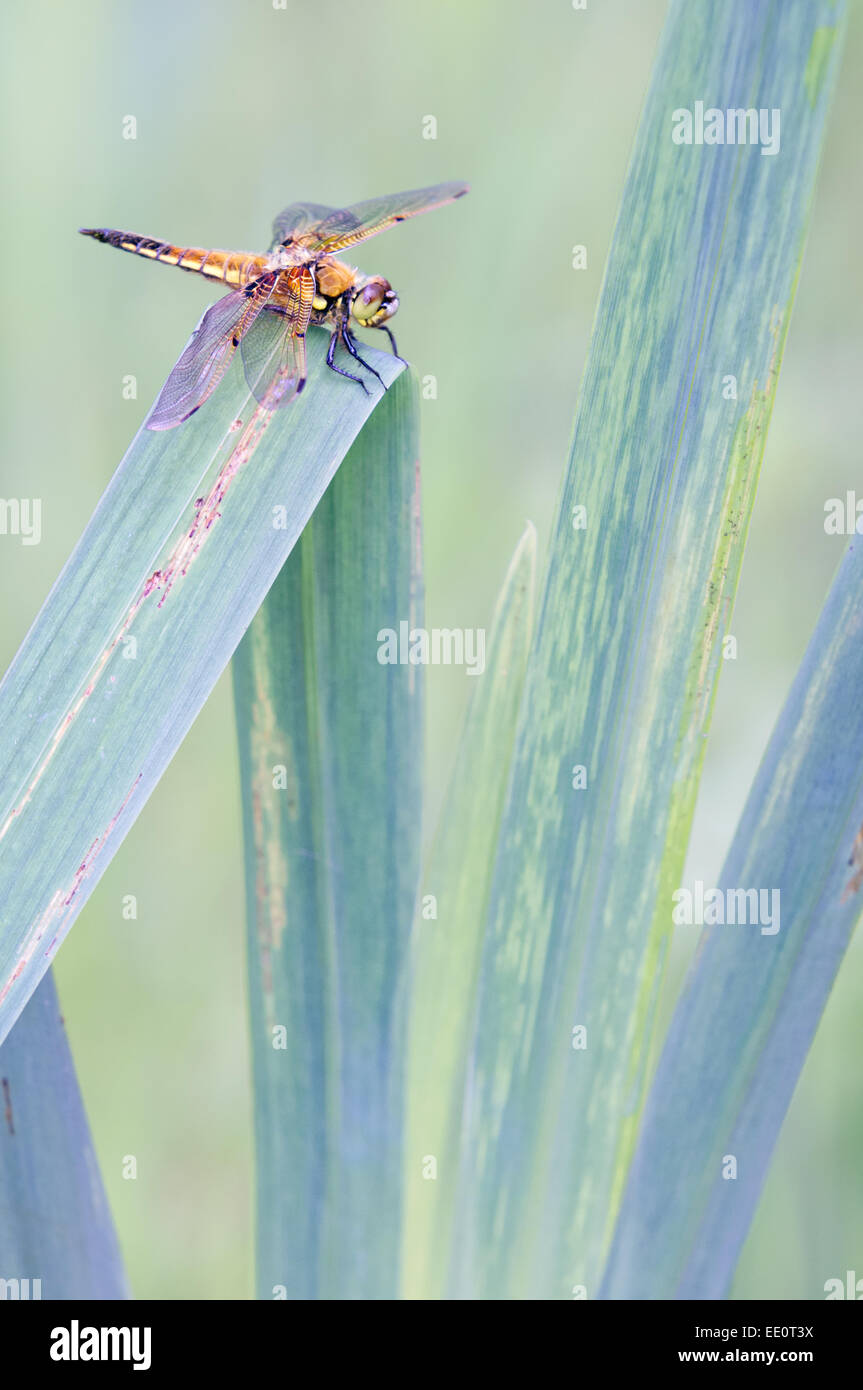 Ein vier-spotted Chaser (Libellula Quadrimaculata) landet auf den Blättern einer Pflanze gelbe Flagge Iris in Südwales. Stockfoto