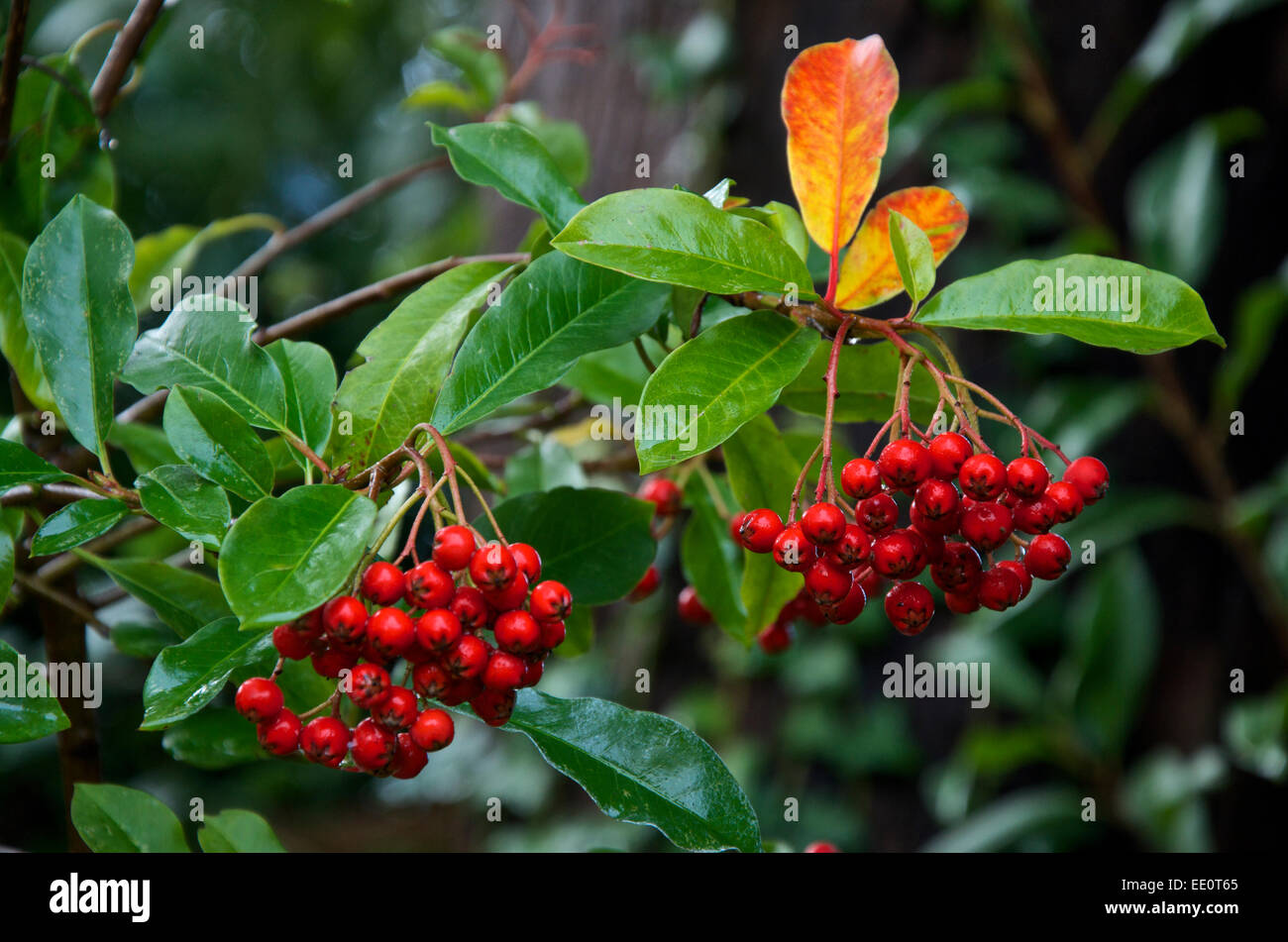 Rote Beeren von Stranvaesia Davidiana oder Photinia davidiana  Stockfotografie - Alamy