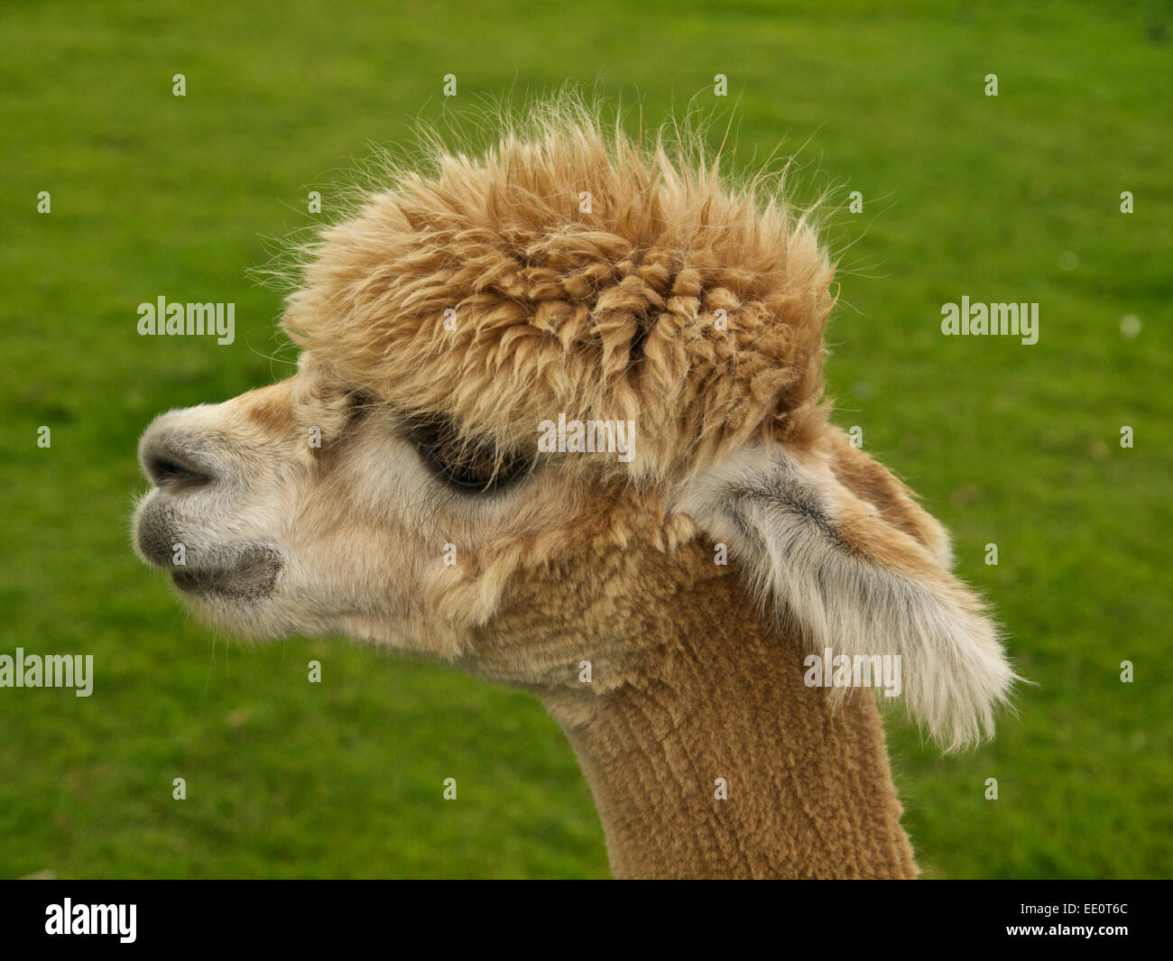 Junge Alpaka Kopf geschossen Stockfoto