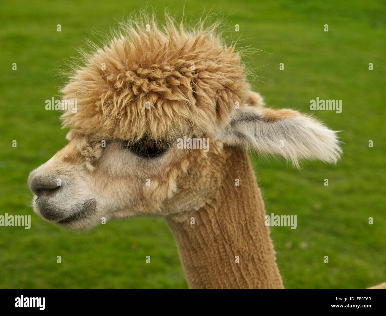 Junge Alpaka, Schuss in den Kopf gegen die grünen Rasen. Stockfoto