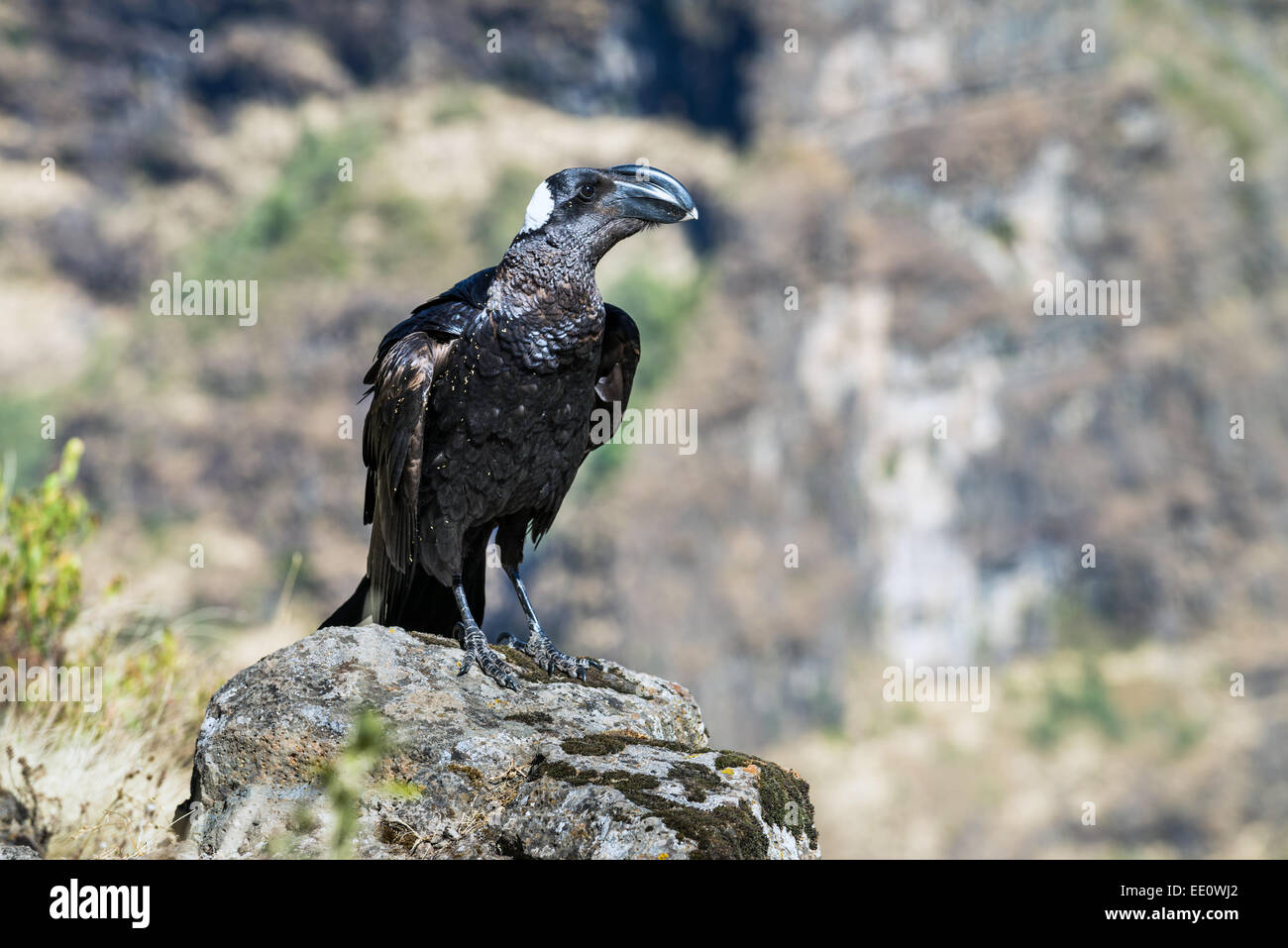 Dick-billed Raven (Corvus Crassirostris) Erwachsenen, auf Felsen, Simien-Nationalpark, Äthiopien, Afrika Stockfoto